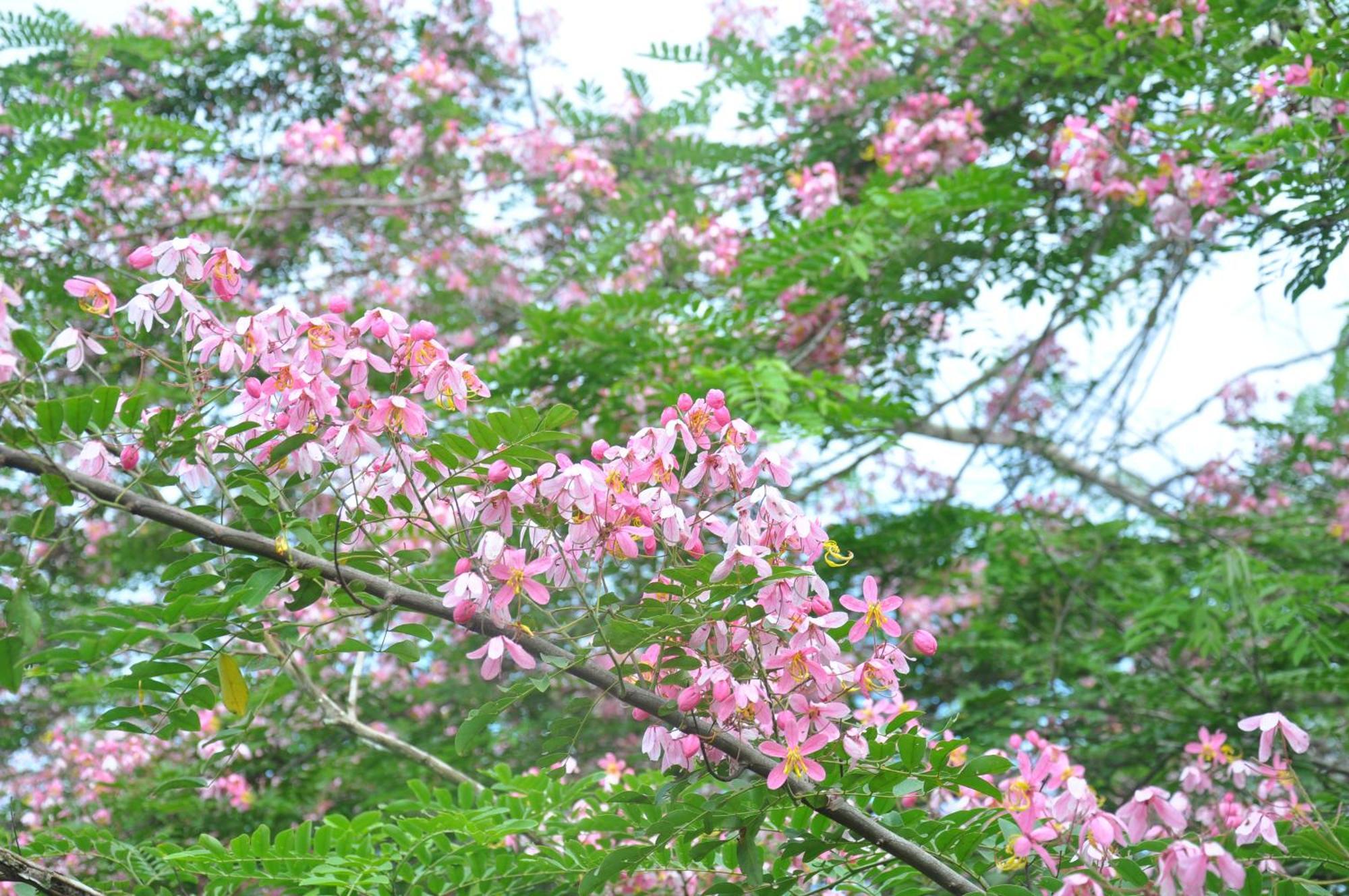 Thuy Tien Ecolodge Cát Tiên Dış mekan fotoğraf